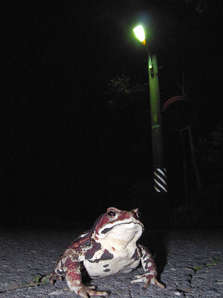 写真家の日常、ヒキガエル