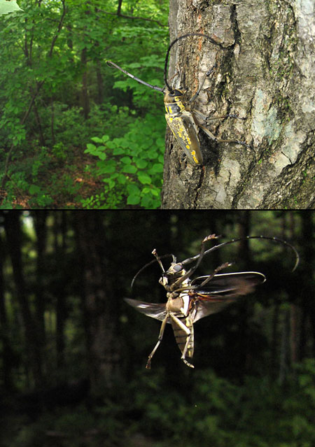 シロスジカミキリ