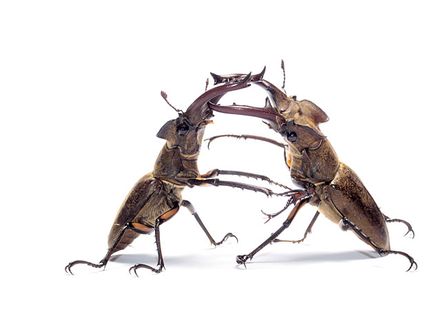 ミヤマクワガタ