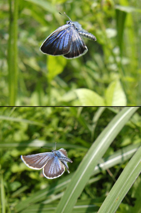 アサマシジミの飛翔