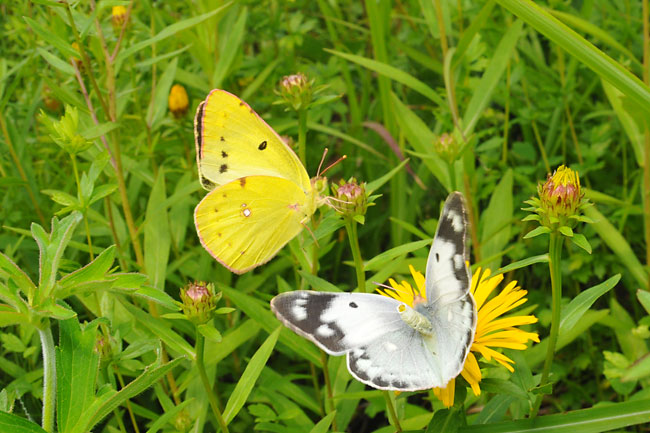 モンキチョウの交尾拒否