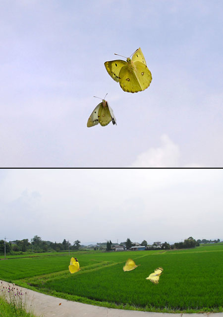 モンキチョウの求愛飛翔