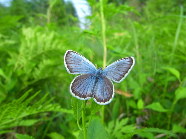 広角レンズでイシダシジミ