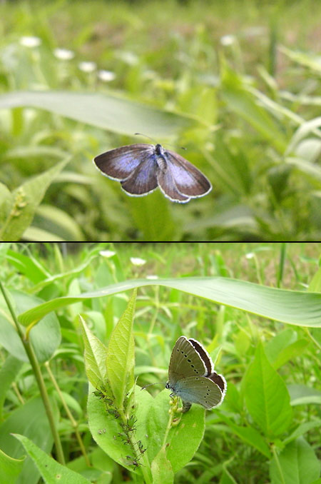 ナンテンハギに産卵するカバイロシジミ