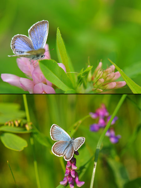 イシダシジミとヒメシジミ（静止）