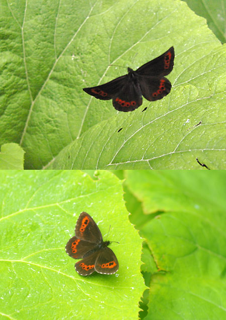 クモマベニヒカゲの飛翔