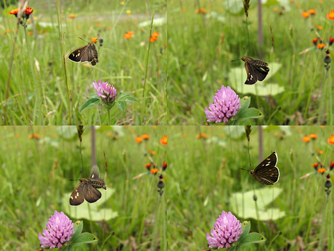 コチャバネセセリの飛翔