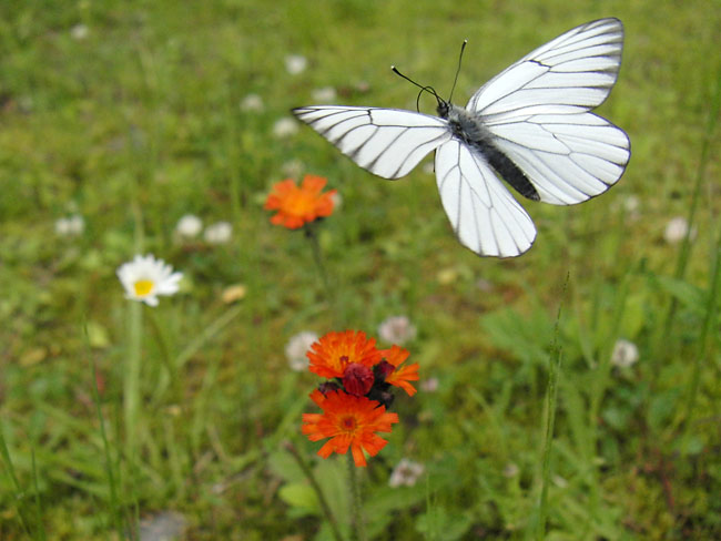 エゾシロチョウの飛翔