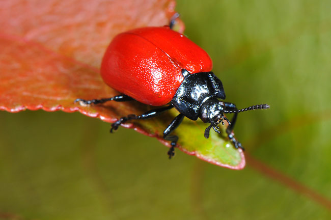 ドロノキハムシ