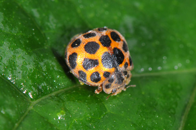 エゾアザミテントウ