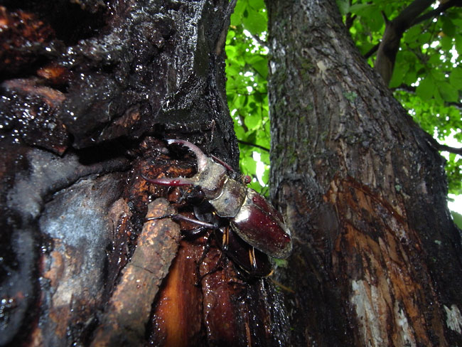 ミヤマクワガタ