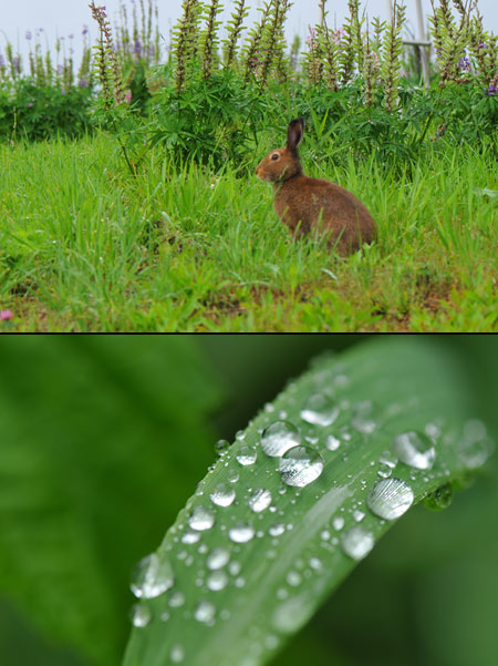 今日は雨