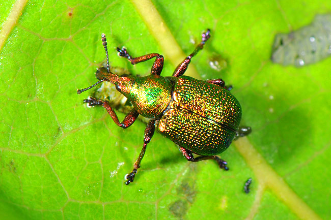 サメハダチョッキリ