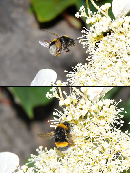 セイヨウオオマルハナバチ