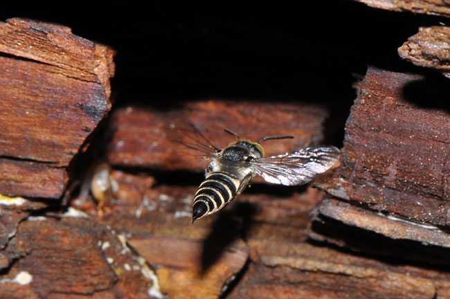 トガリハナバチ