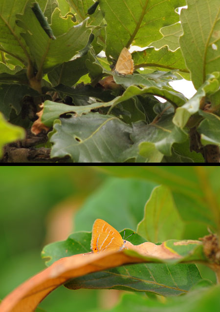 キタアカシジミ