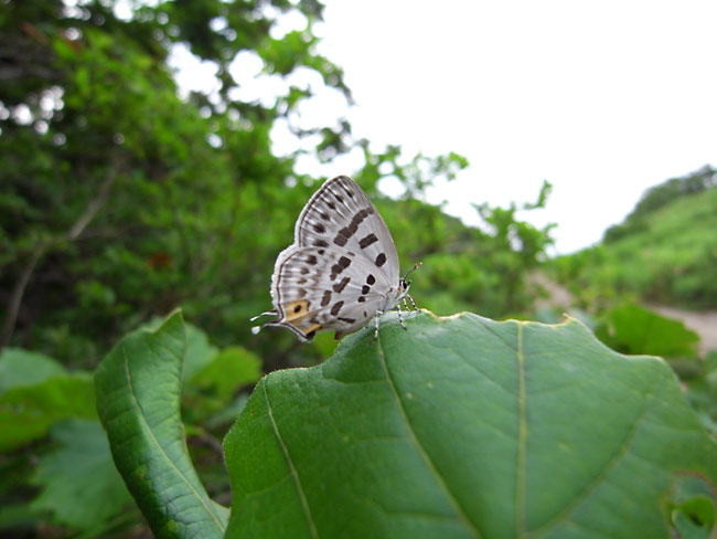 ウスイロオナガシジミ