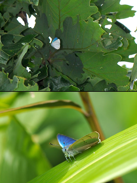 ウラジロミドリシジミ