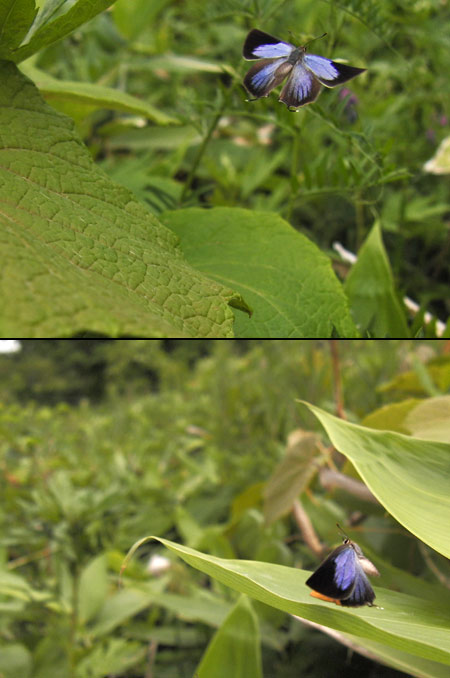 ダイセンシジミの飛翔