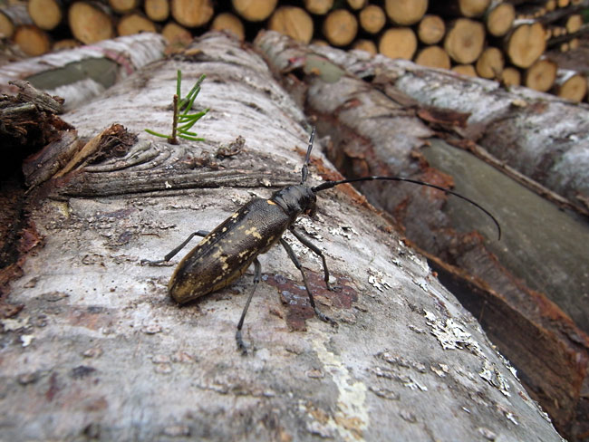 シラフヨツボシヒゲナガカミキリ