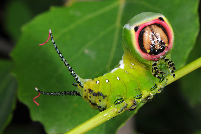 モクメシャチホコの幼虫