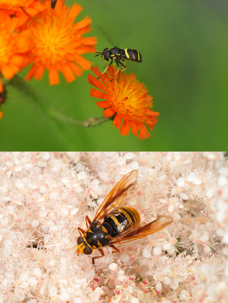 ハチに似たヨコジマナガハナアブ