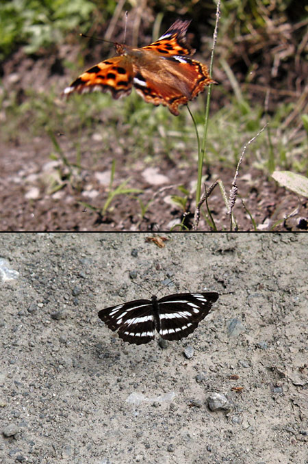 エルタテハとミスジチョウ