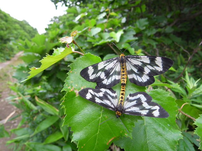 ヒロオビトンボエダシャクの交尾
