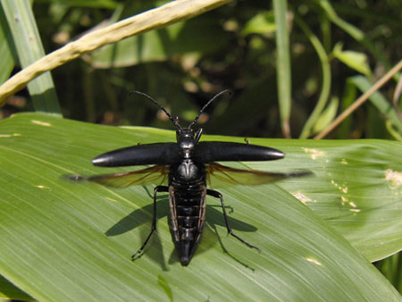オオヨツスジハナカミキリ黒化型