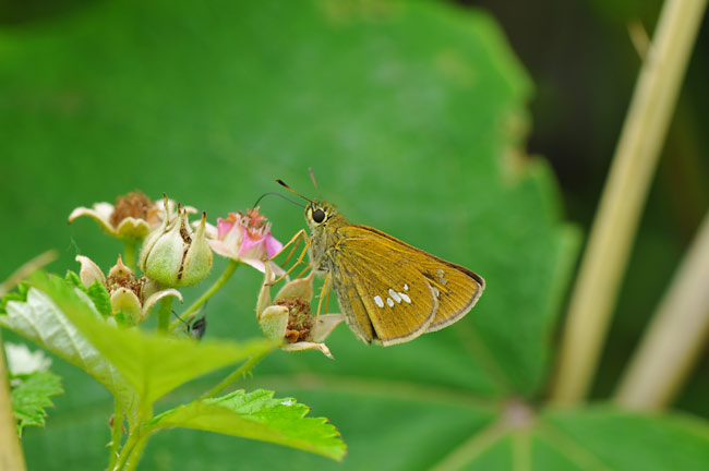 オオチャバネセセリ