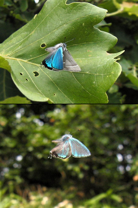 ジョウザンミドリシジミ