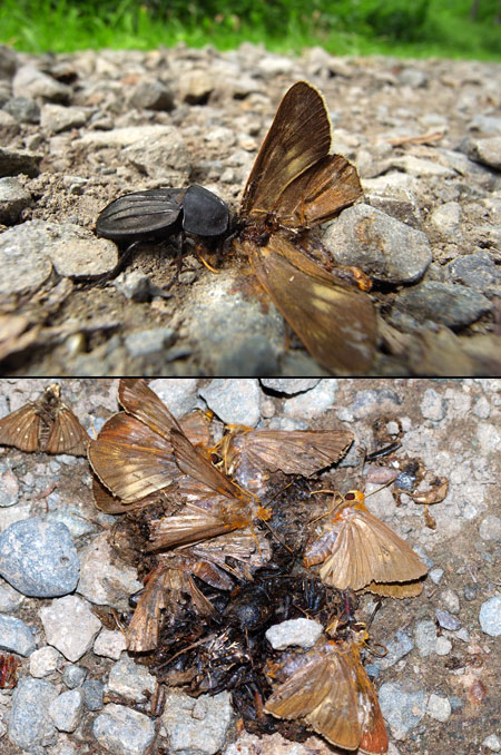 ヒラタシデムシ