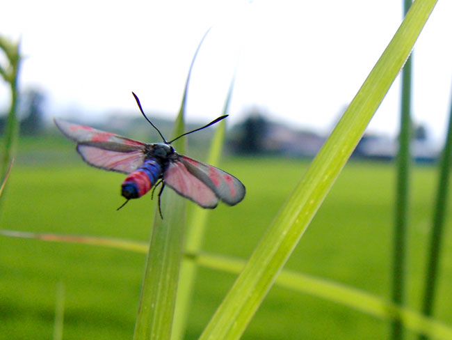 ベニモンマダラ