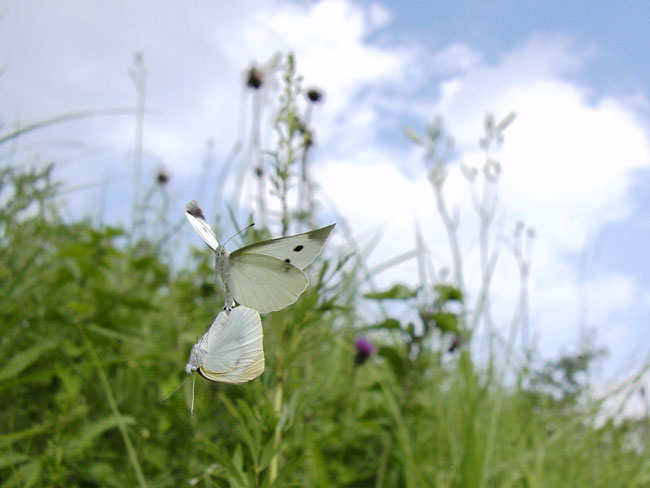 モンシロチョウの交尾飛翔
