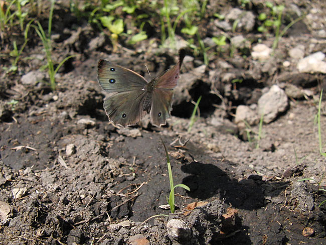 ジャノメチョウの飛翔