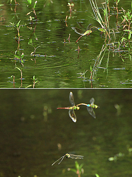 ギンヤンマの産卵