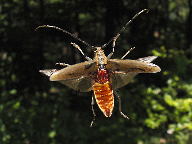 ミヤマカミキリ