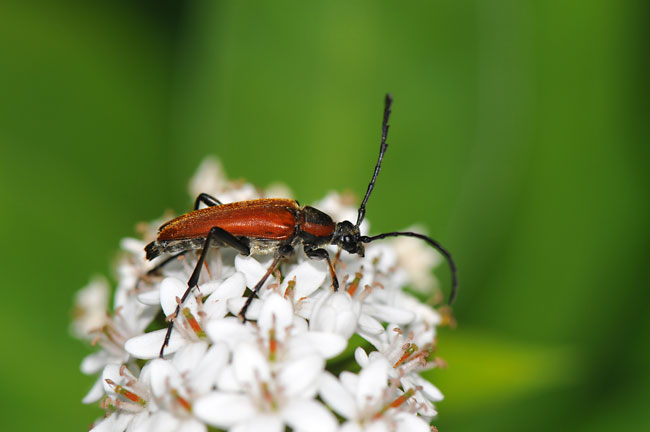 アカハナカミキリ