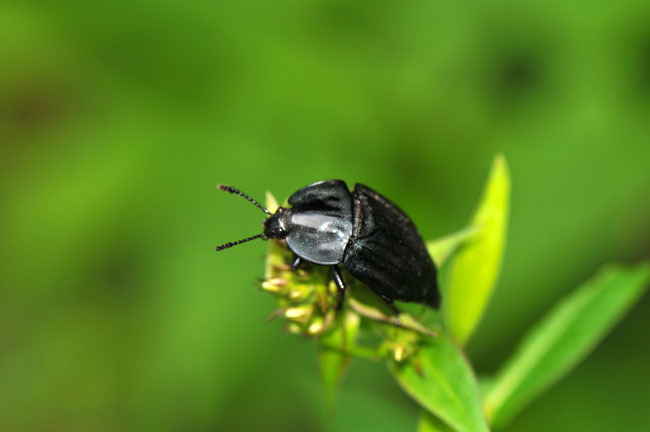 オオヒラタシデムシ