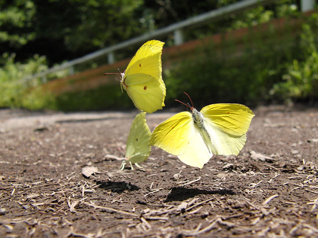 スジボソヤマキチョウ