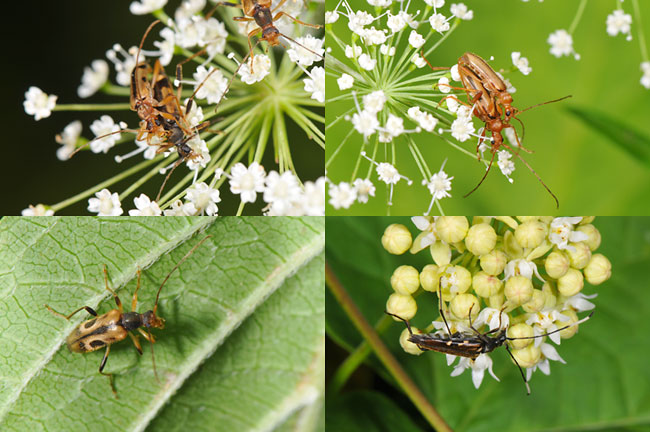 ヒメハナカミキリ