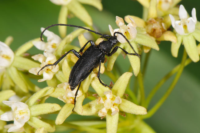 ヌバタマハナカミキリ