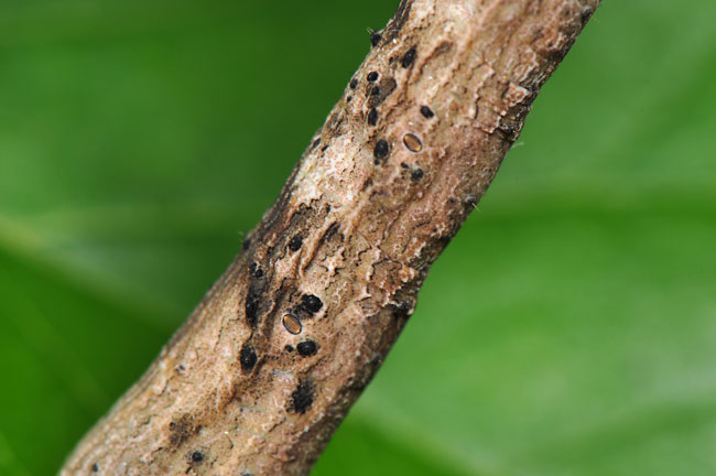 これは何でしょう