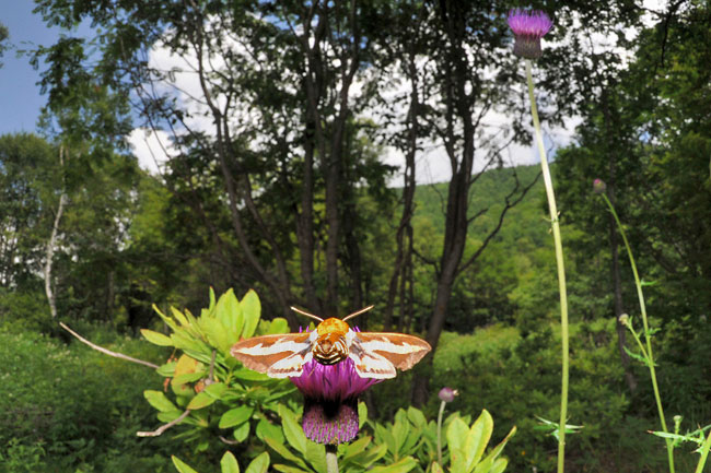 イブキスズメの吸蜜