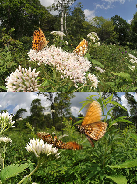 コヒョウモンモドキとコヒョウモン