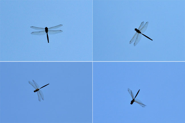 ルリボシヤンマ