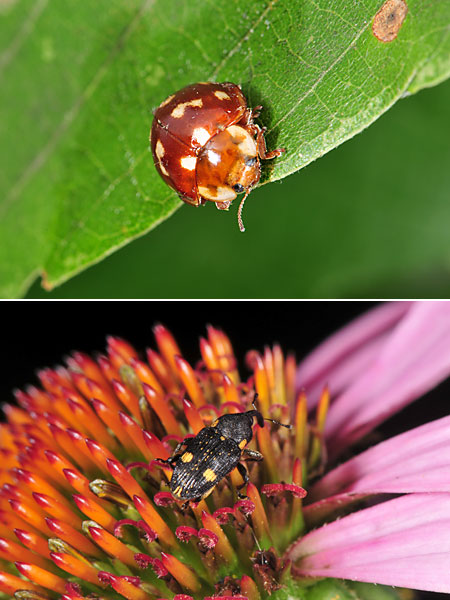 ジュウロクホシテントウ