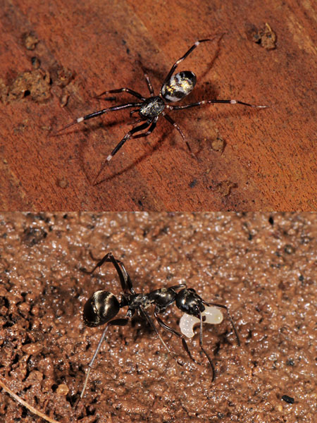 アリに擬態？したウラシマグモ