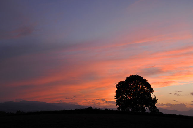 今日のクルミの木