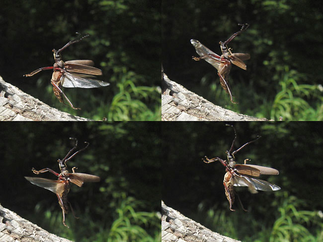 ウスバカミキリの飛翔